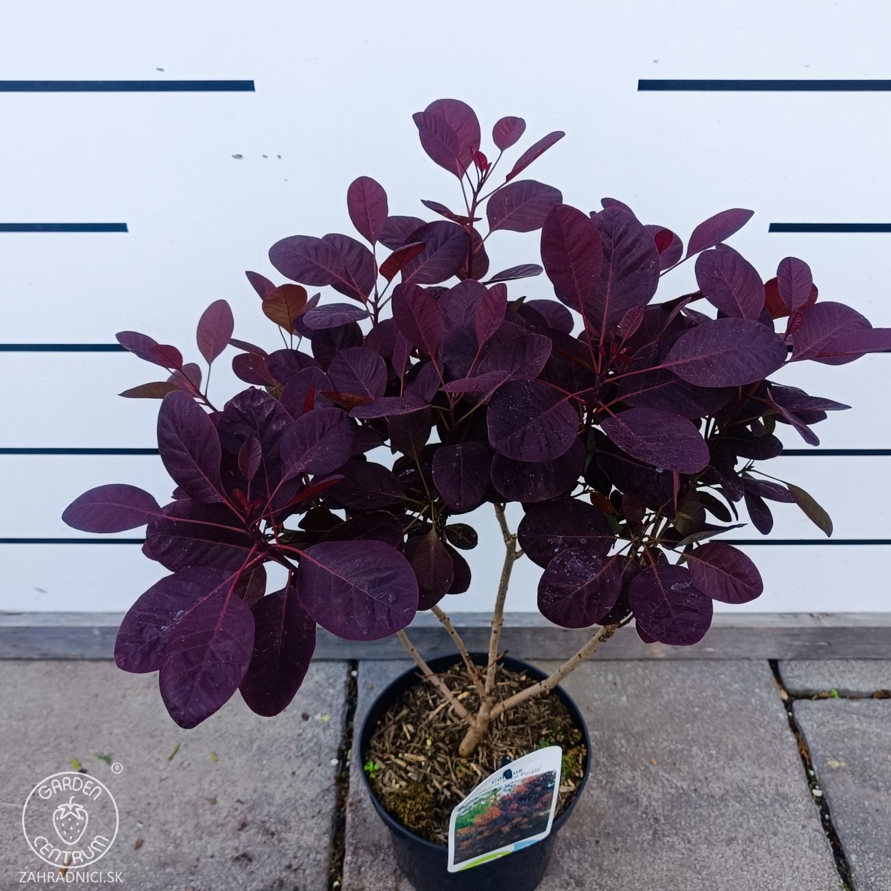 Obrázok Škumpa vlasatá (Cotinus coggygria) ´ROYAL PURPLE´- výška 40-60 cm, kont. C2L